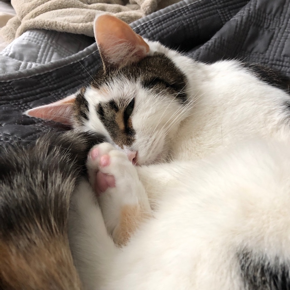 Meet your Posher, Sofia